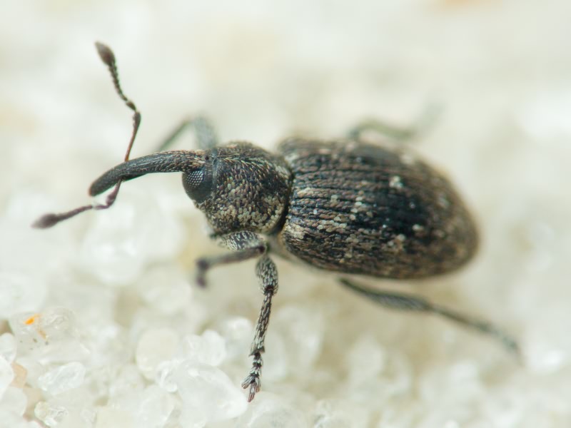 Smicronyx jungermanniae (Reich, 1797)